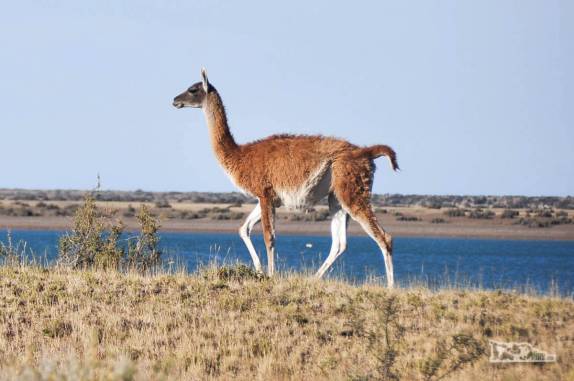 Encontro com guanacos, camelídeos muito comuns na Península Valdés, no litoral da  patagônia argentina